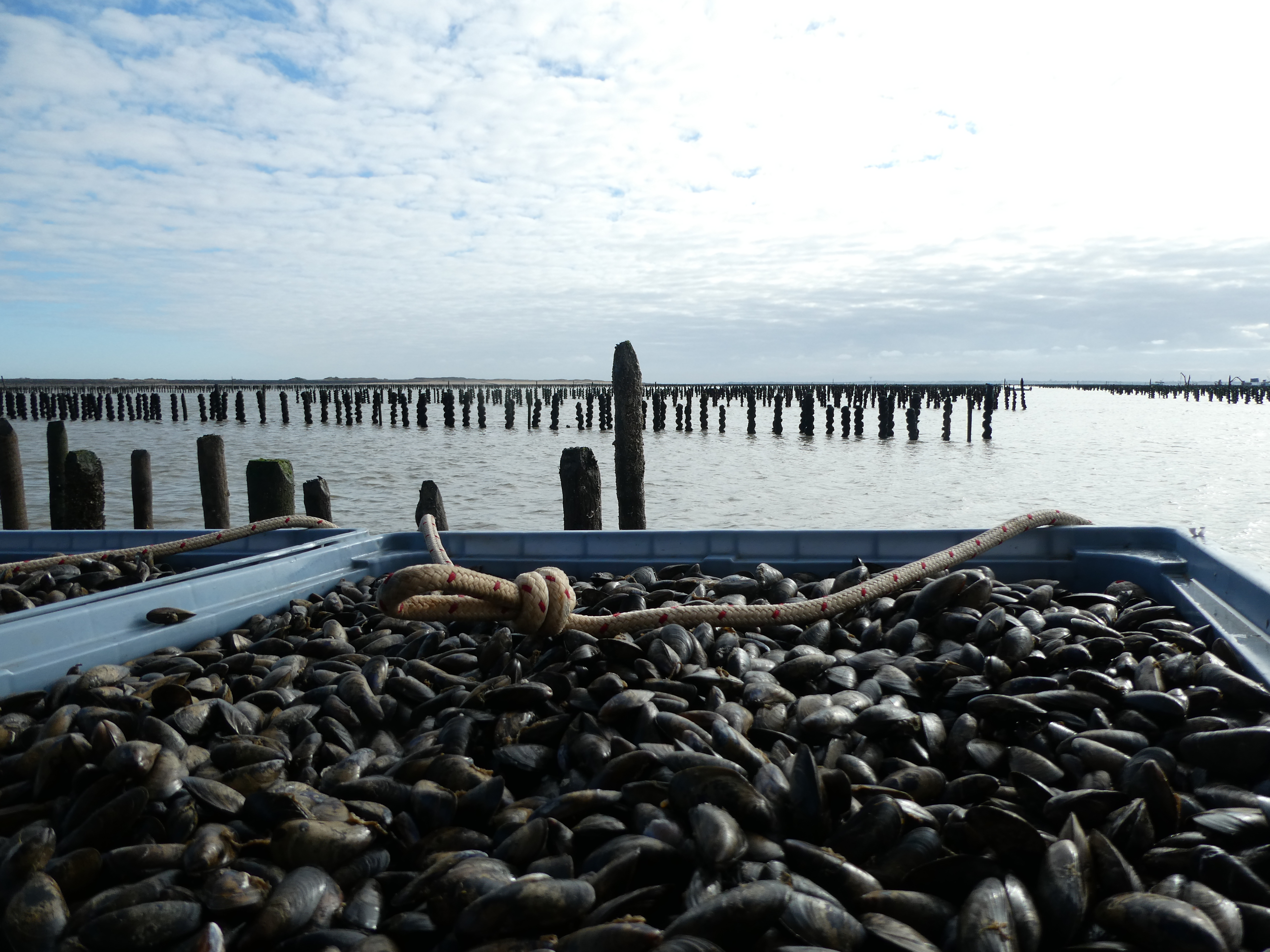 Récolte de moules au milieu des bouchots